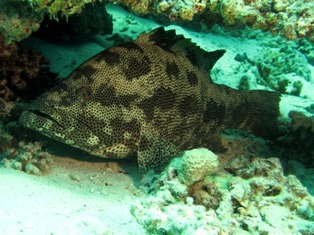 Epinephelus Polyphekadion
